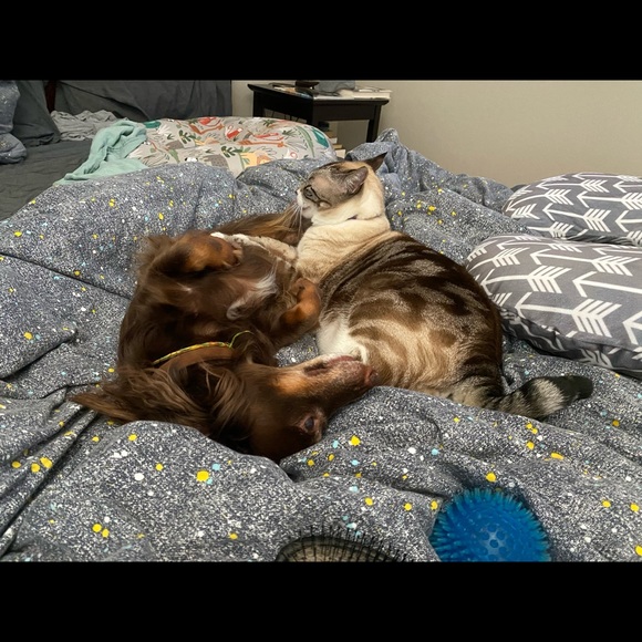 Meet your Posher, Lacey - Picture 1 of 1